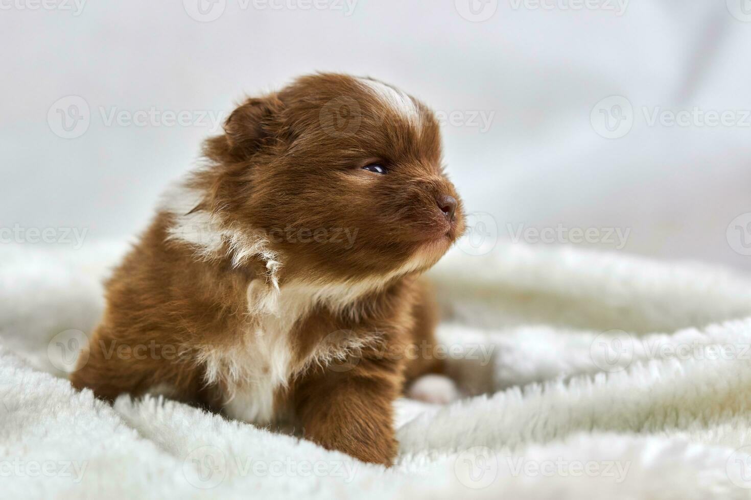Little Chihuahua puppy sitting on soft white fabric, cute sleepy brown white dog breed on white photo