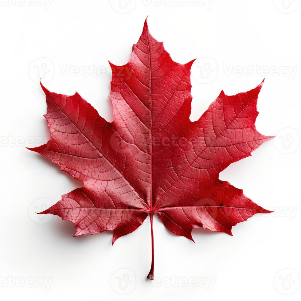 Red Maple Leaf on White Backgroud AI Generated photo