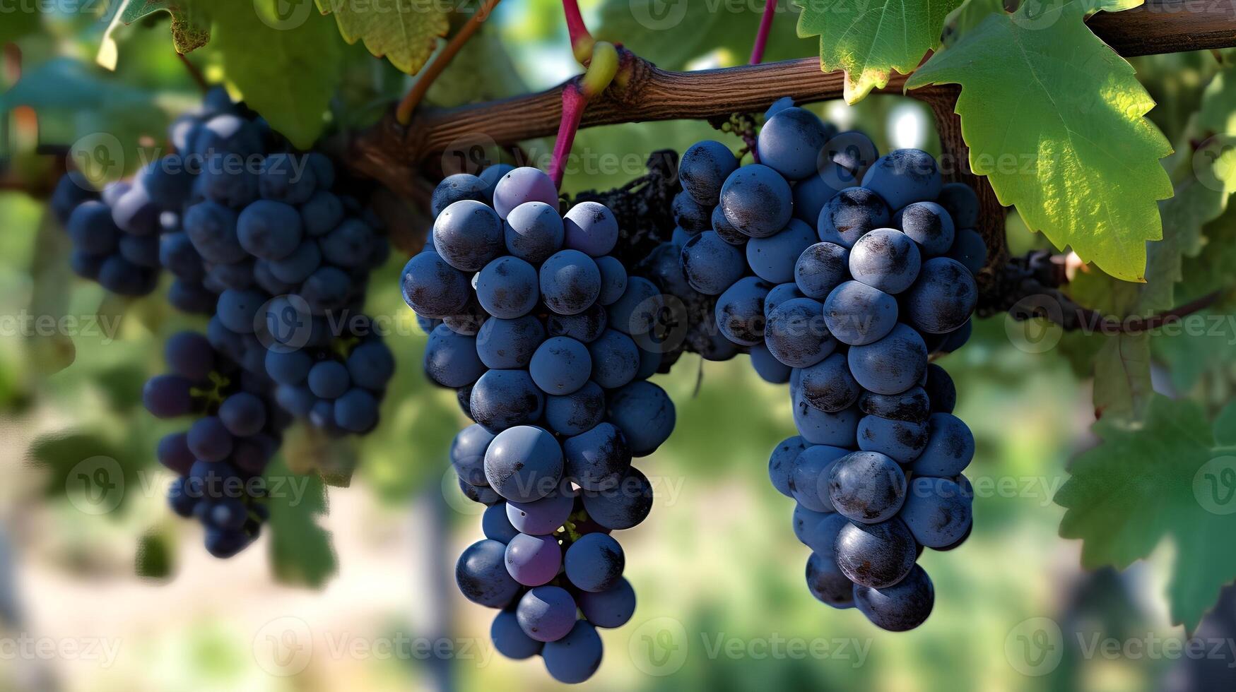 Black Grapes Hanging on a Vine photo