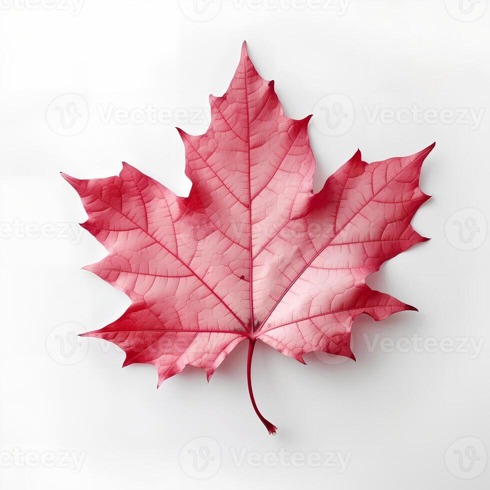 Red Maple Leaf on White Backgroud AI Generated photo