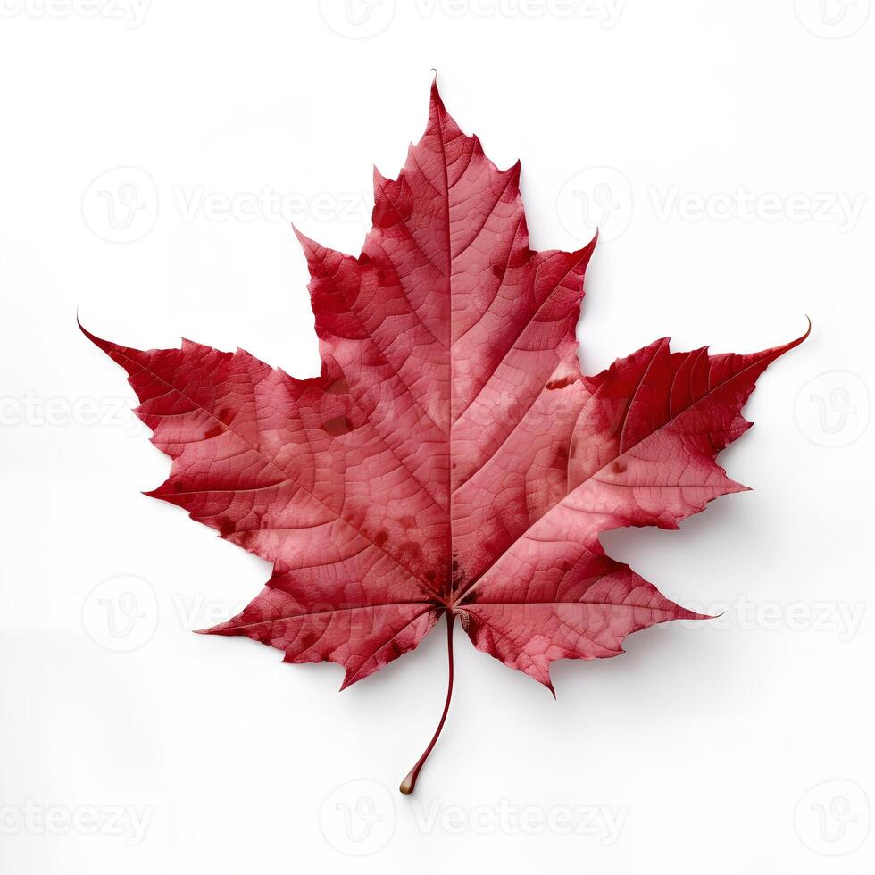 Red Maple Leaf on White Backgroud photo