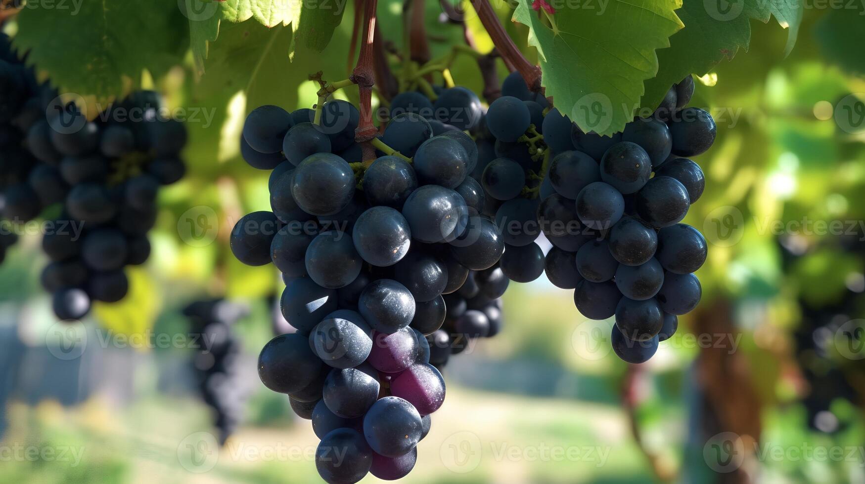 Black Grapes Hanging on a Vine photo