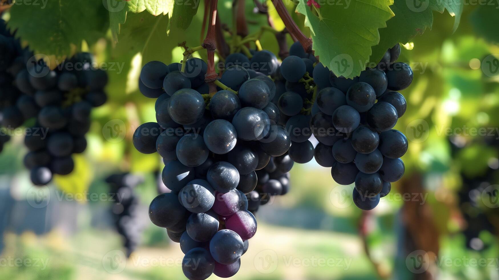 negro uvas colgando en un vino ai generado foto