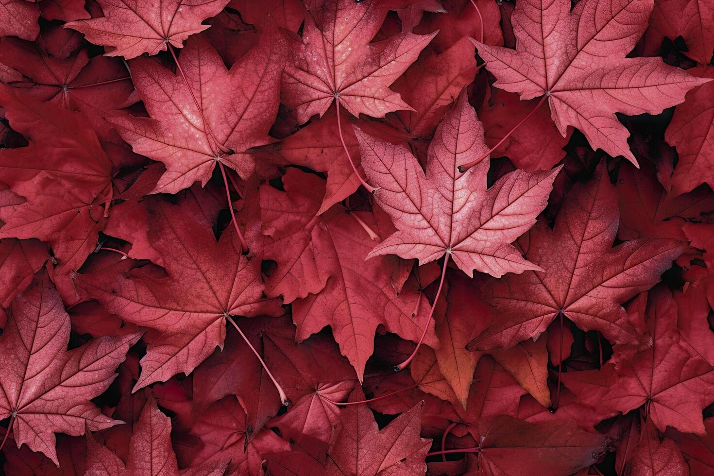 Wine red autumn leaves texture, fall nature background, photo
