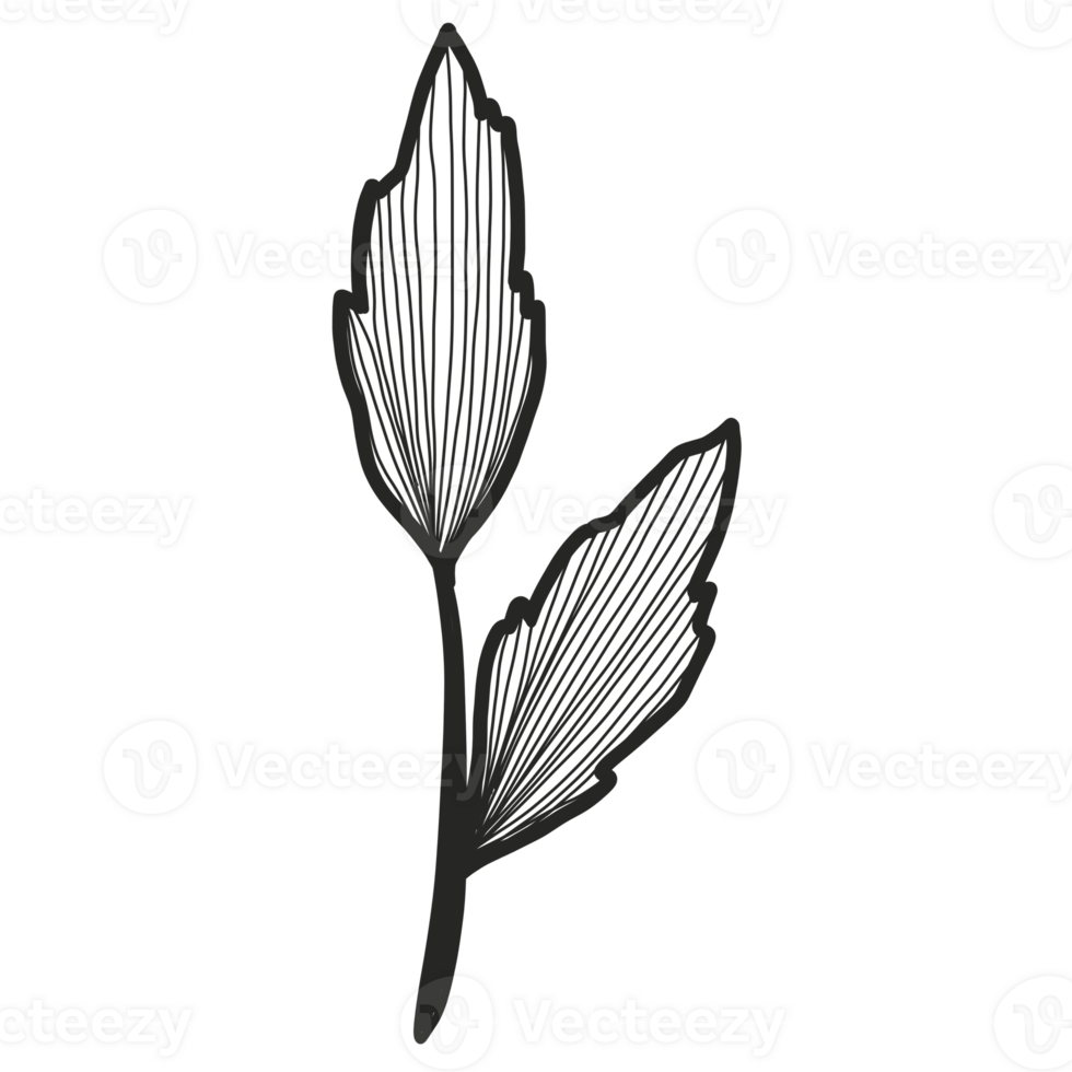 Line Art Leaf png