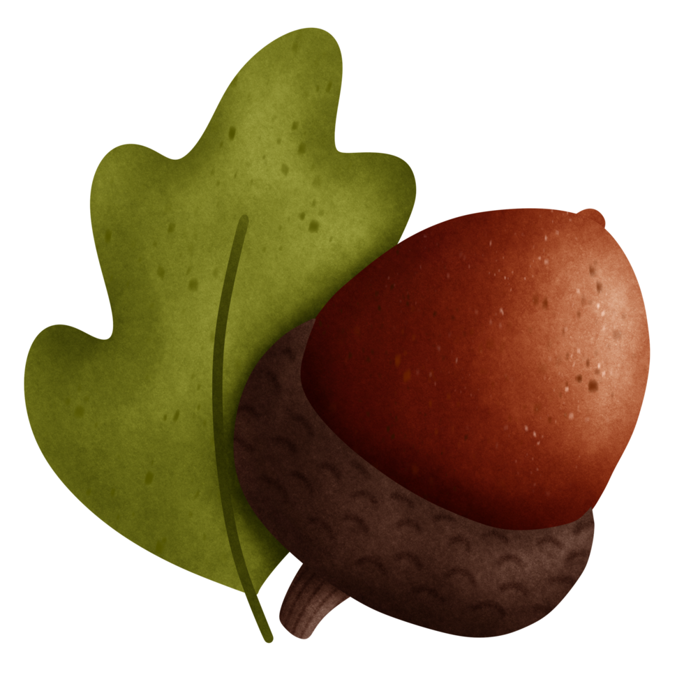 Cute and simple single acorn with leaf png