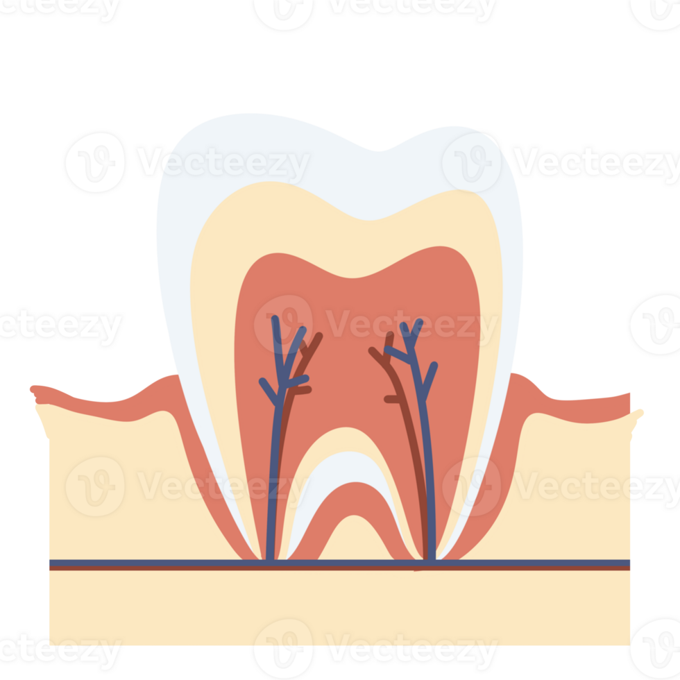 Anatomy tooth molar tooth icon dental healthy tooth orthodontic png