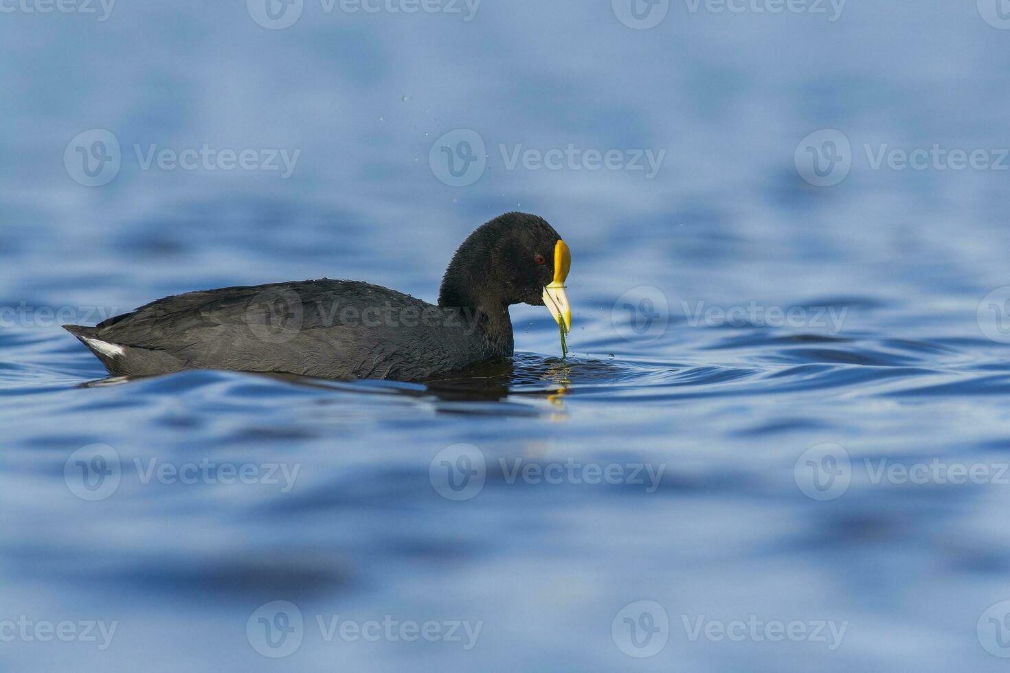 a black duck floating on the water with a yellow beak photo