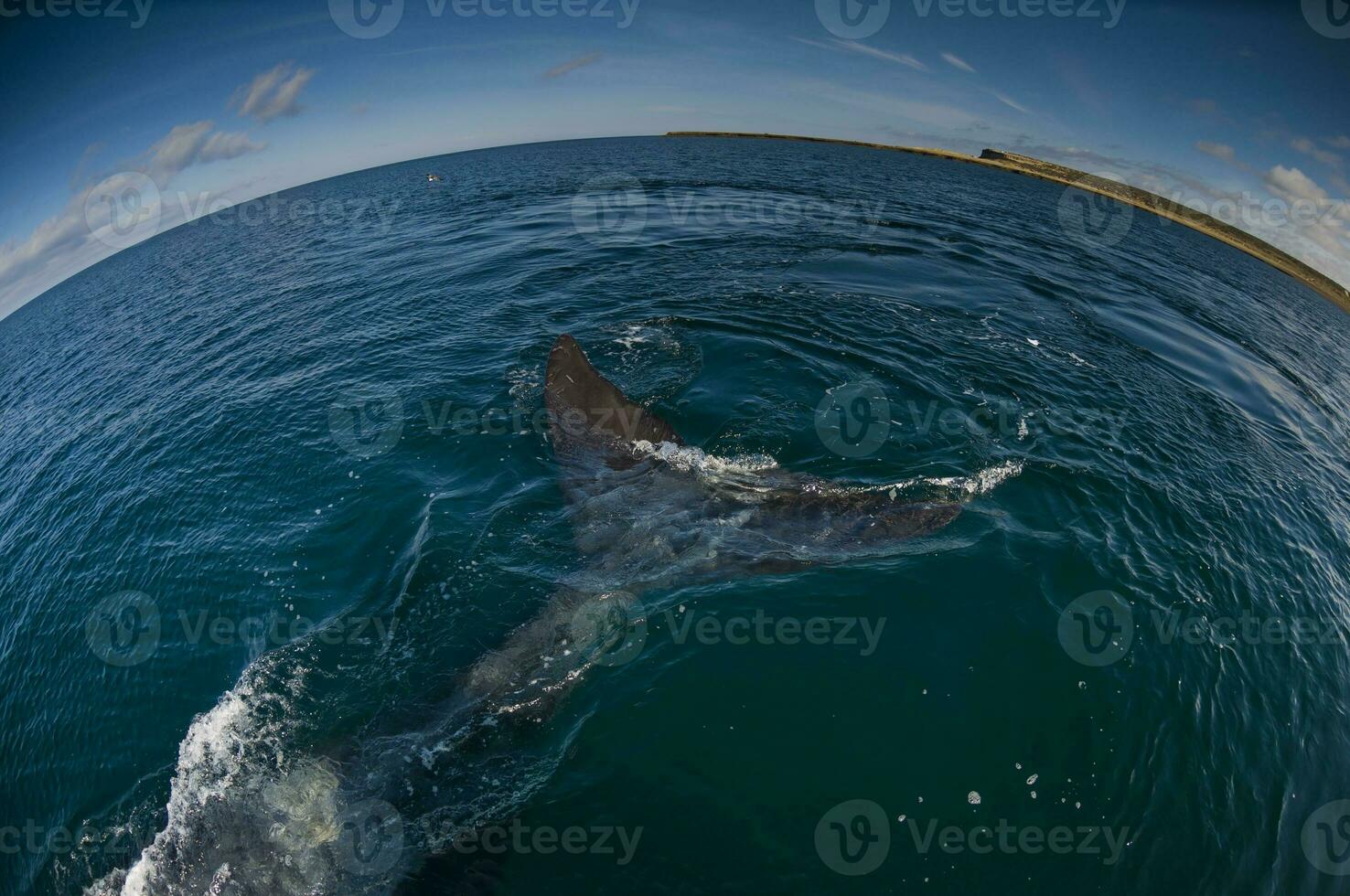 Big whale jumping in the water photo