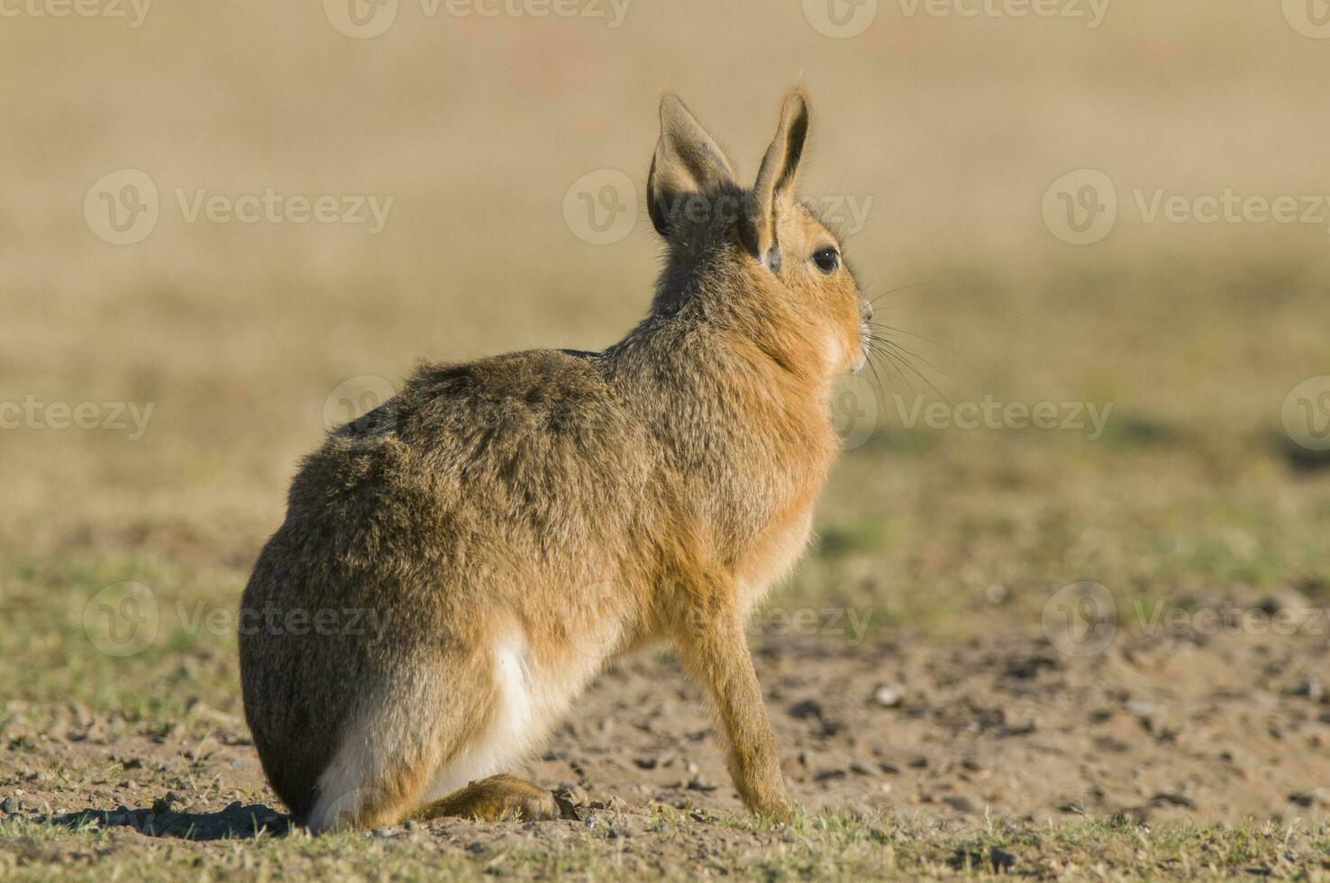 Small cavis on a field photo