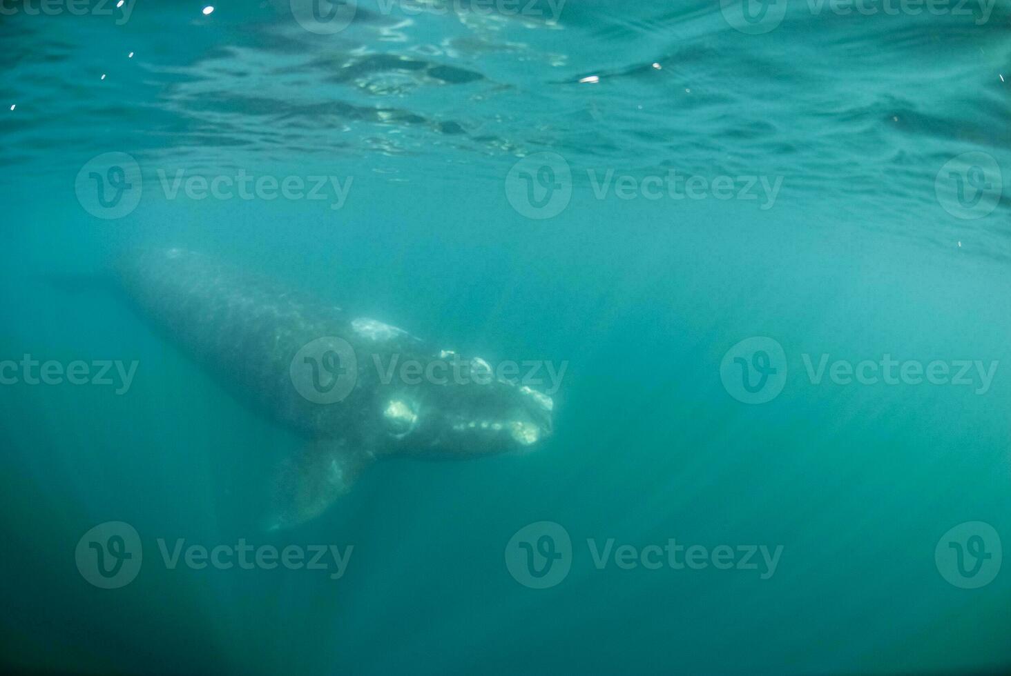 un gris ballena nadando en el Oceano foto