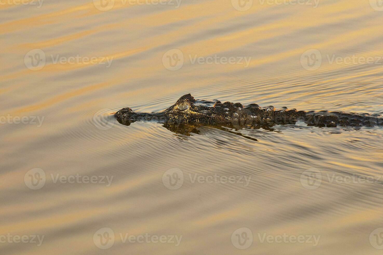 Alligators in Argentinian nature reserve habitat photo