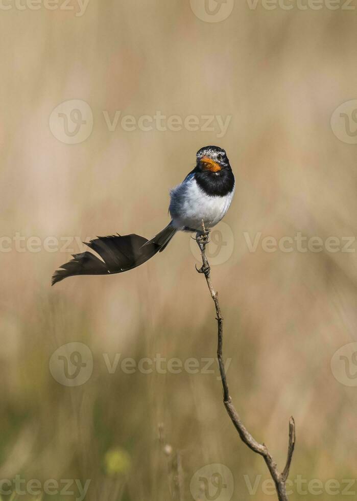 Beautiful little Alectrurus Risora bird in South America photo