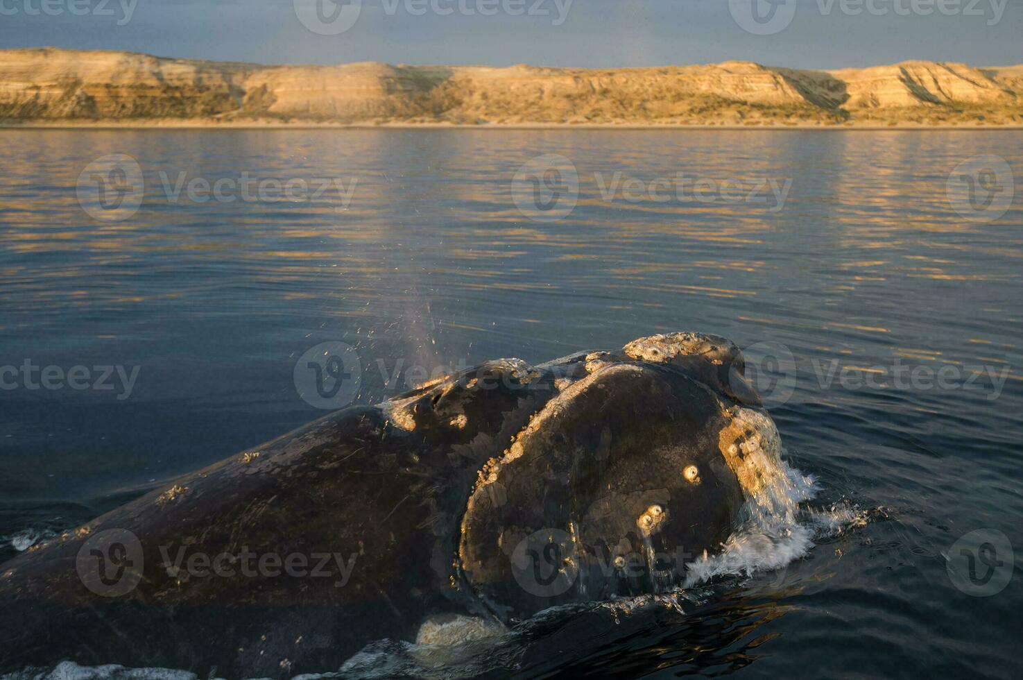 Big whale jumping in the water photo