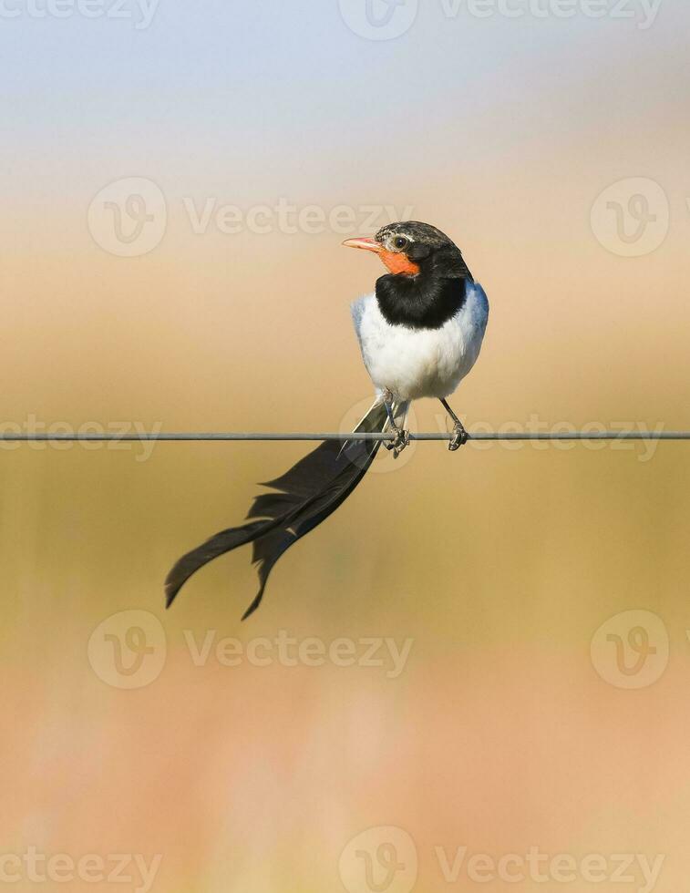 hermosa pequeño alectruro Risora pájaro en sur America foto