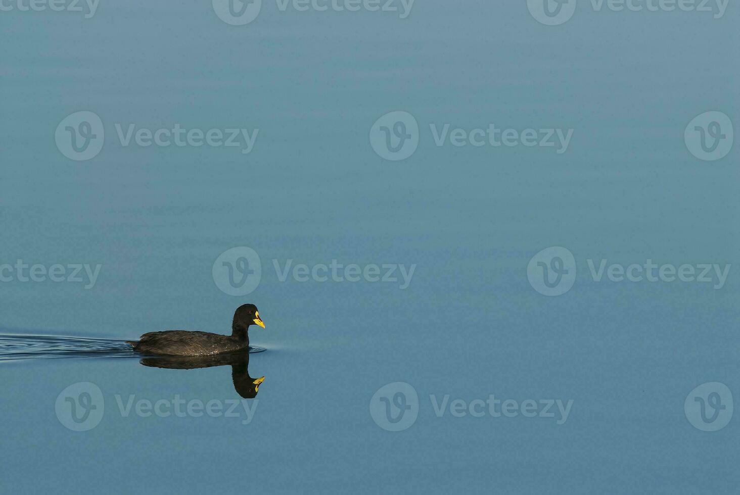 Black duck swimming photo