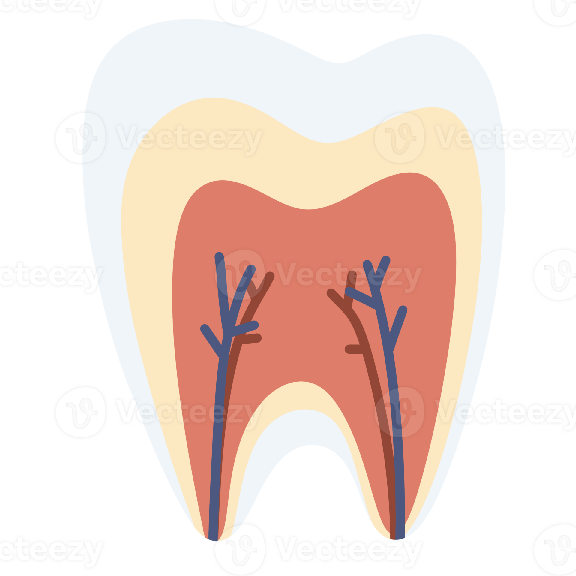 Tooth Transparent Cross Section Of A Molar Tooth Show vrogue.co