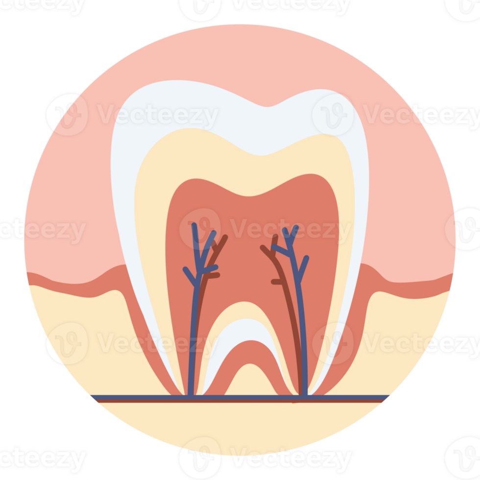 Molar Tooth Tooth Transparent Cross Section Of A Mola vrogue.co
