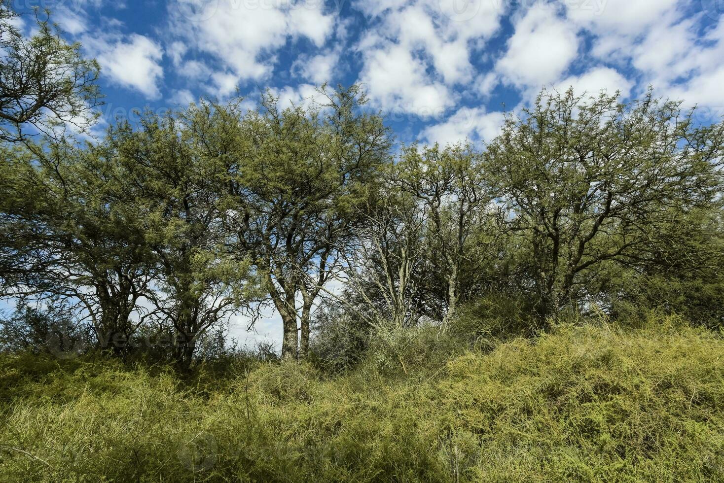 Calden forest landscape, La Pampa province, Patagonia, Argentina. photo