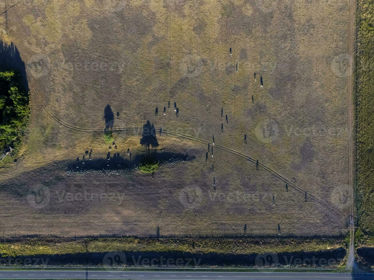 Steers fed with natural grass, Pampas, Argentina photo