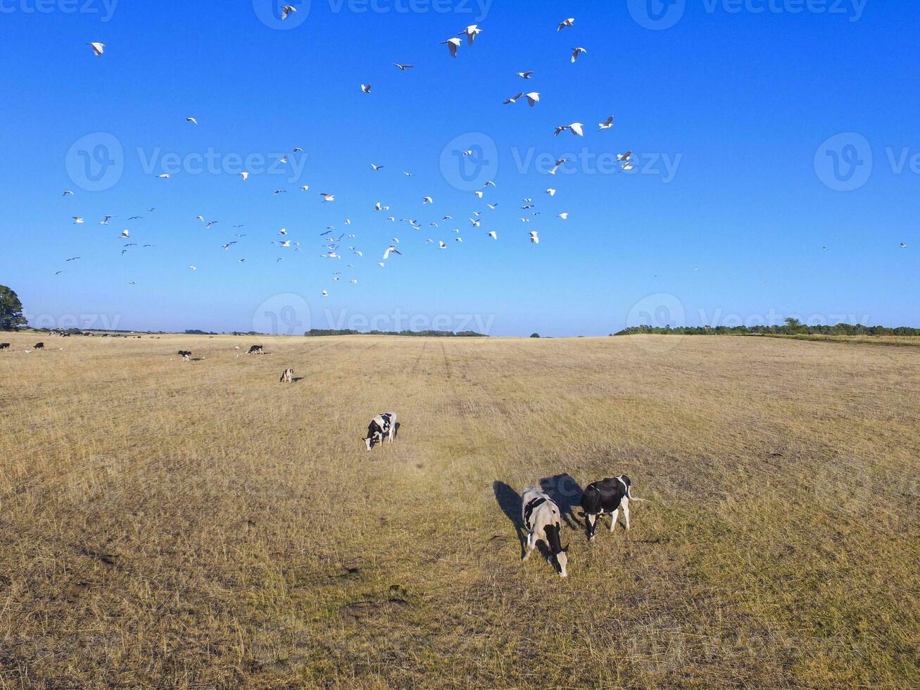 Steers fed with natural grass, Pampas, Argentina photo