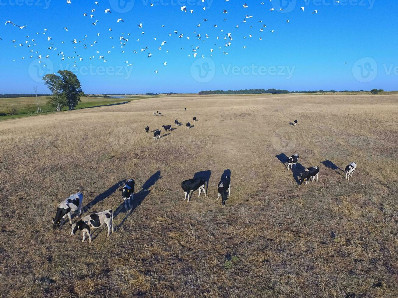 Troop of horses, on the plain, in La Pampa, Argentina photo