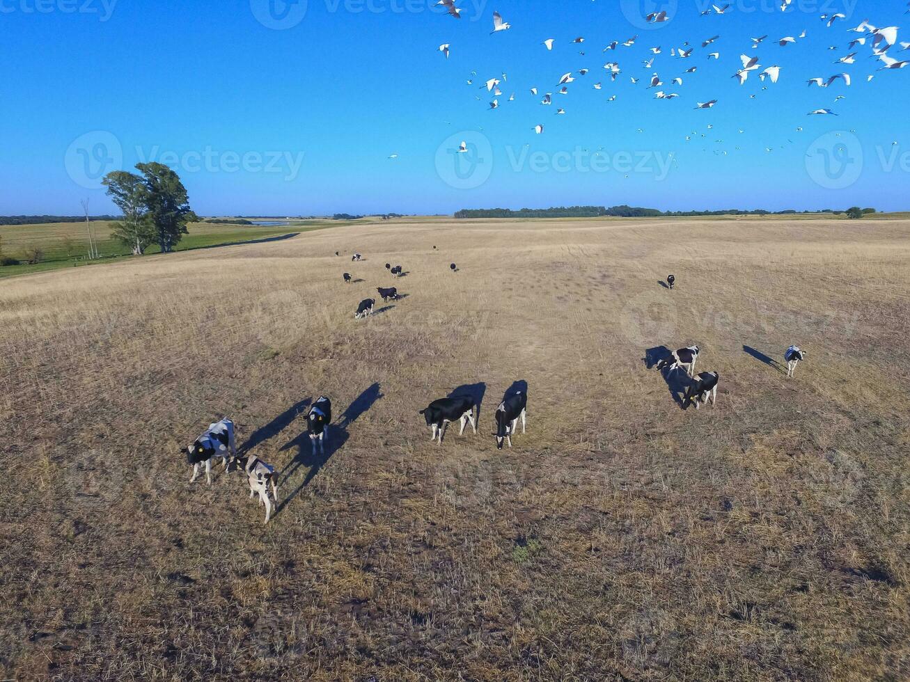 Troop of horses, on the plain, in La Pampa, Argentina photo