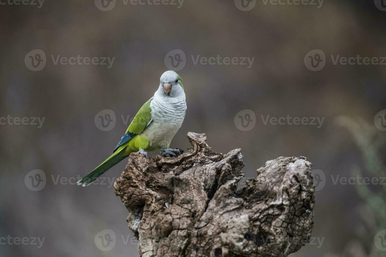 Parakeet,feeding on wild fruits, La Pampa, Patagonia, Argentina photo