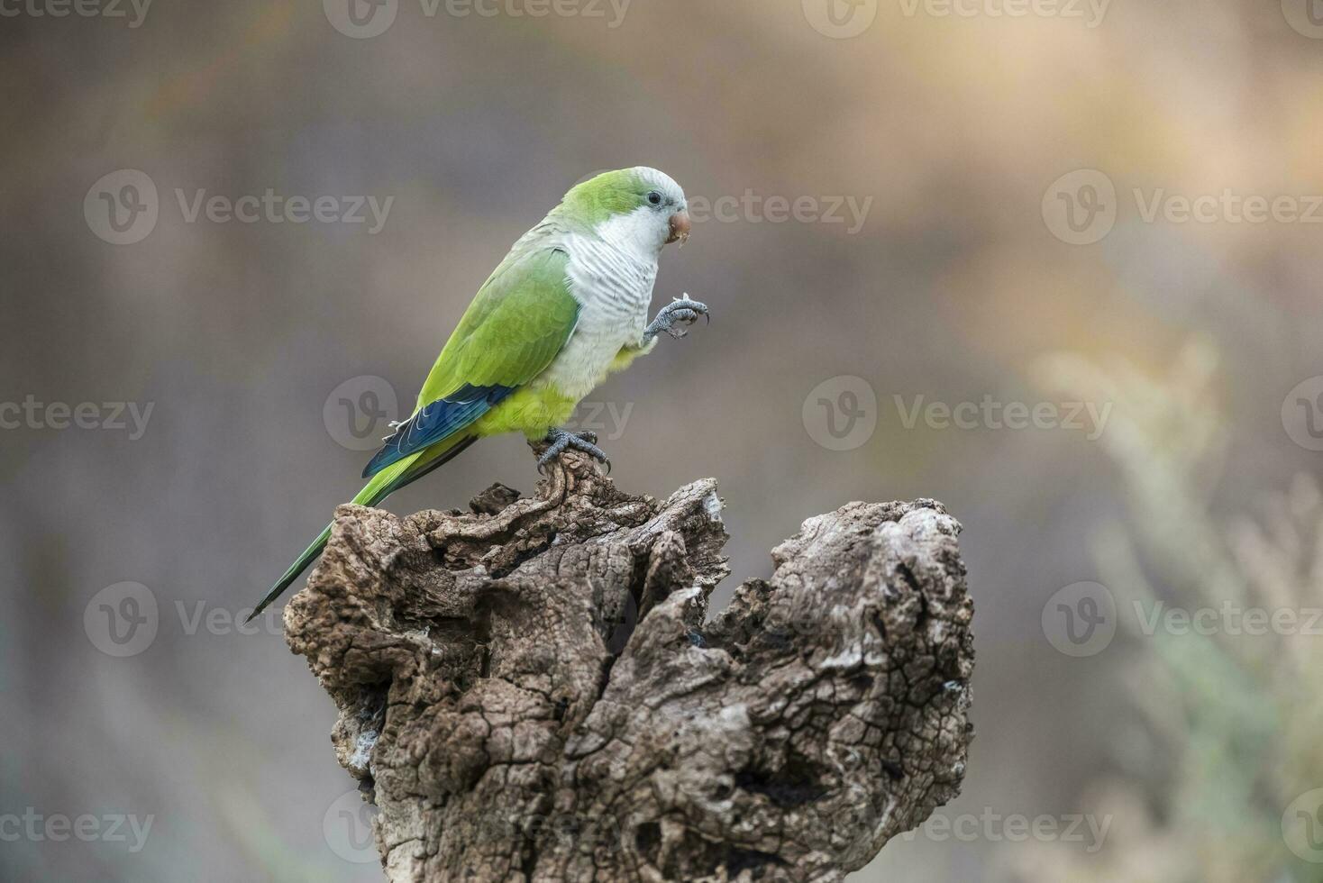 Parakeet,feeding on wild fruits, La Pampa, Patagonia, Argentina photo