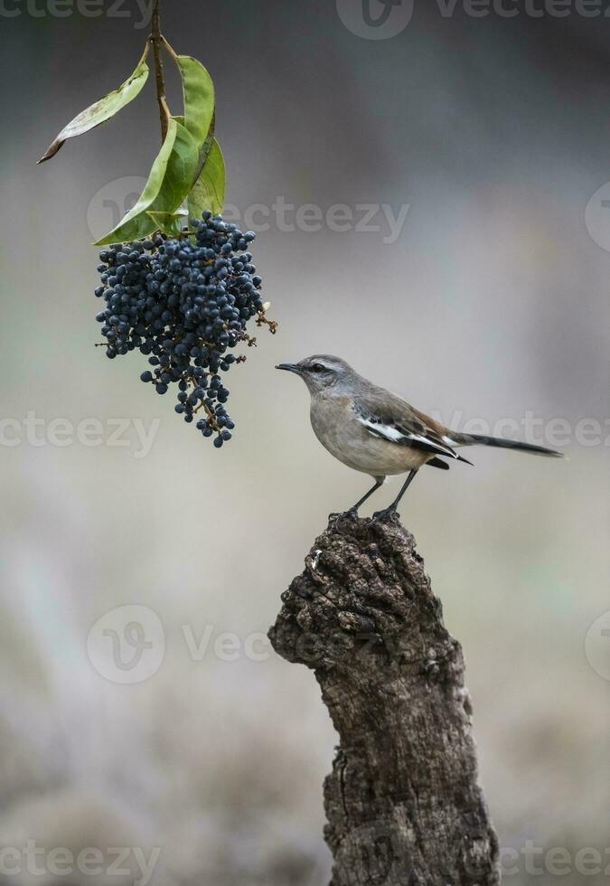 White banded Mockingbird, Patagonia, Argentina photo