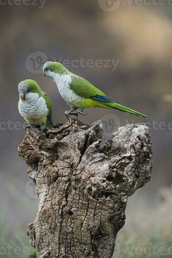 Parakeet,feeding on wild fruits, La Pampa, Patagonia, Argentina photo