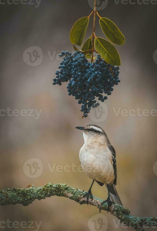 White banded Mockingbird, Patagonia, Argentina photo