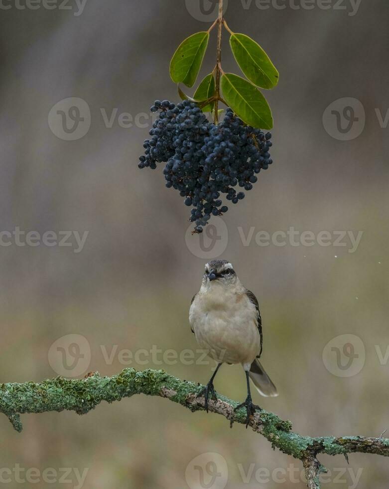 White banded Mockingbird, Patagonia, Argentina photo