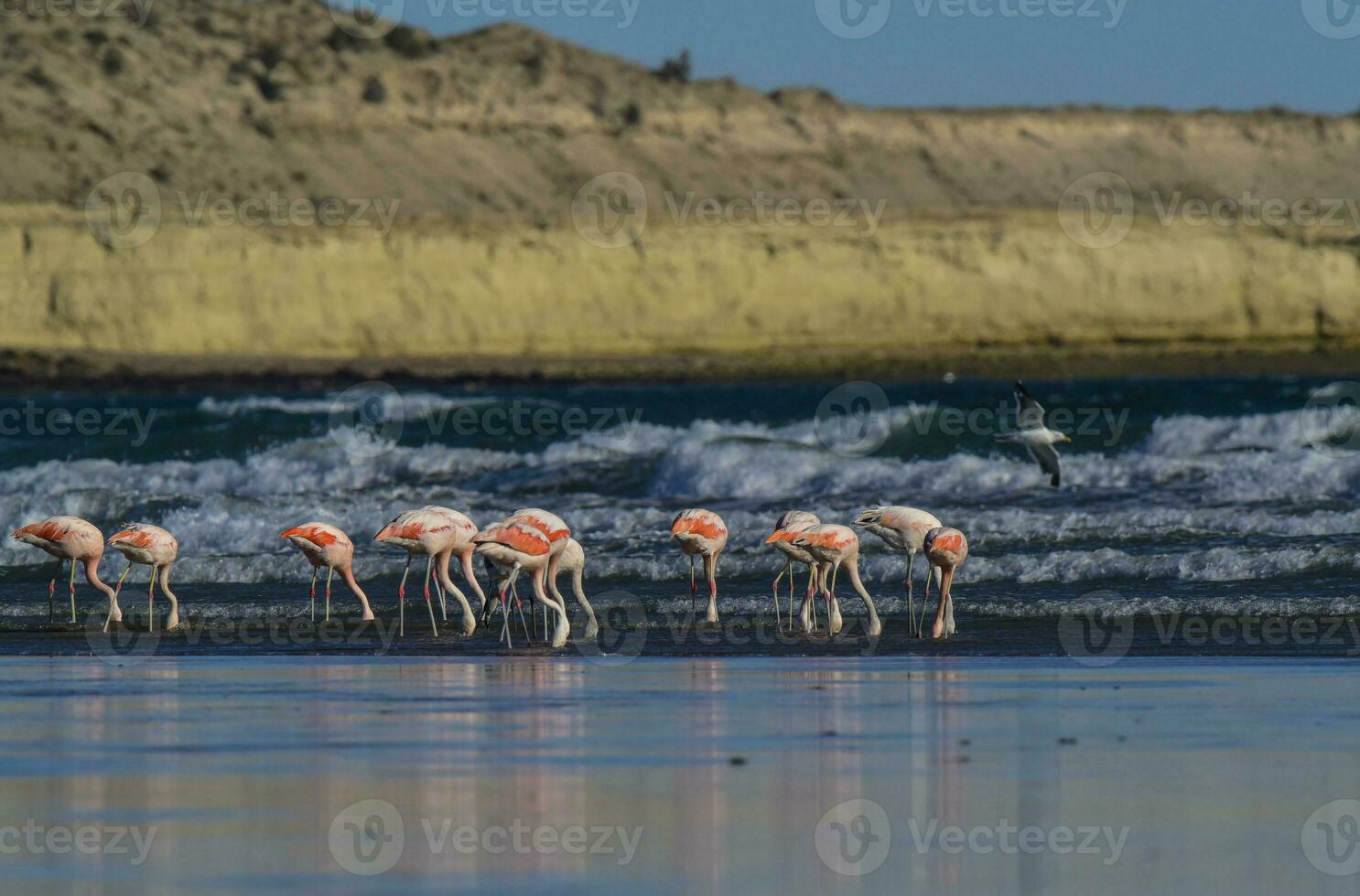 flamencos rebaño, Patagonia, argentina foto