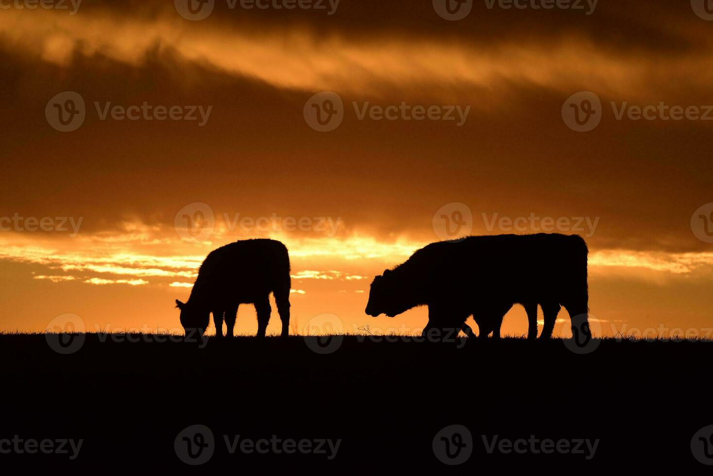 Steers fed with natural grass, Pampas, Argentina photo