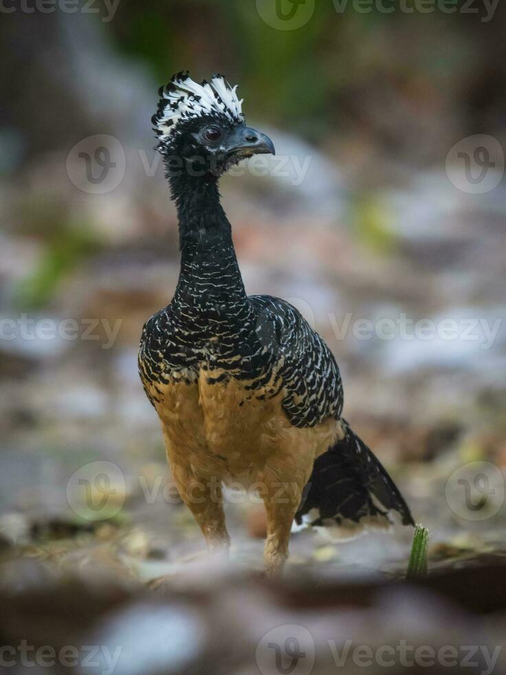 Bare faced Curassow, in a jungle environment, Pantanal Brazil photo