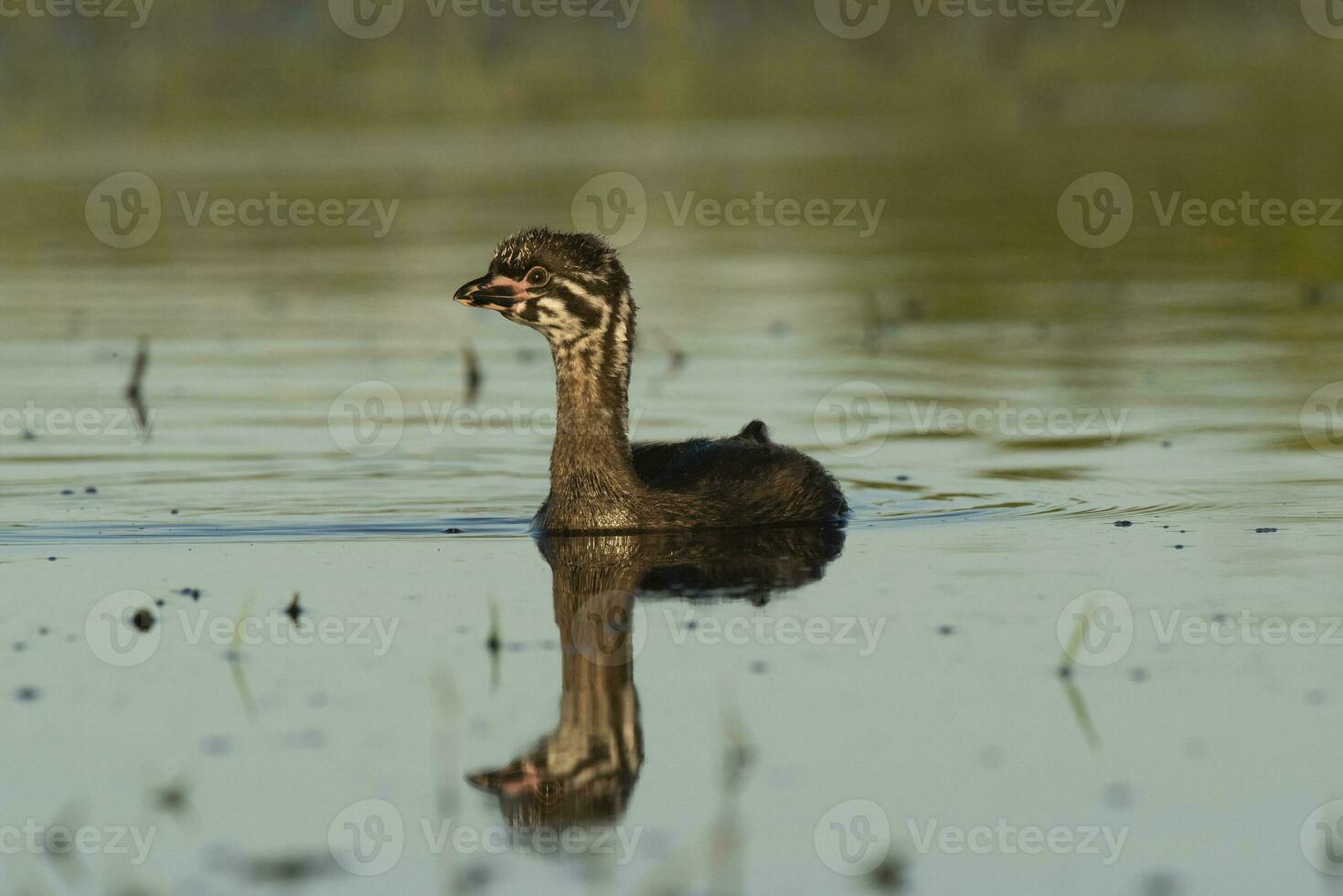 Pied billed Grebe  swimming in a lagoon, La Pampa province, Argentina. photo