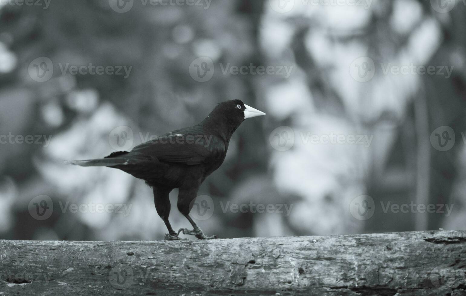 Yellow rumped cacique, Cacicus cela, Pantanal Brazil photo