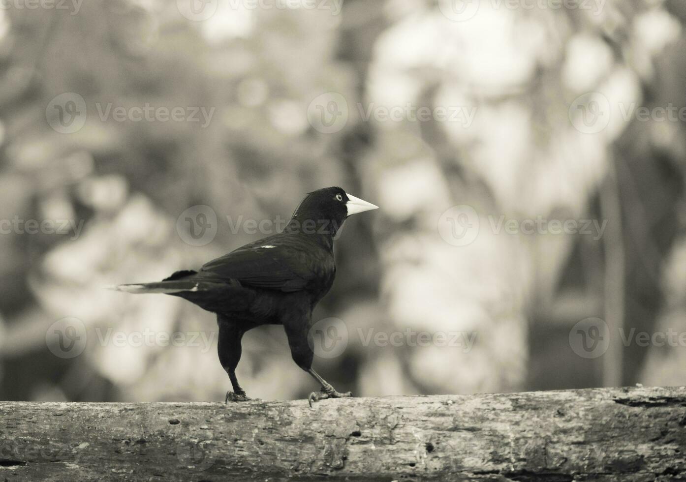 Yellow rumped cacique, Cacicus cela, Pantanal Brazil photo