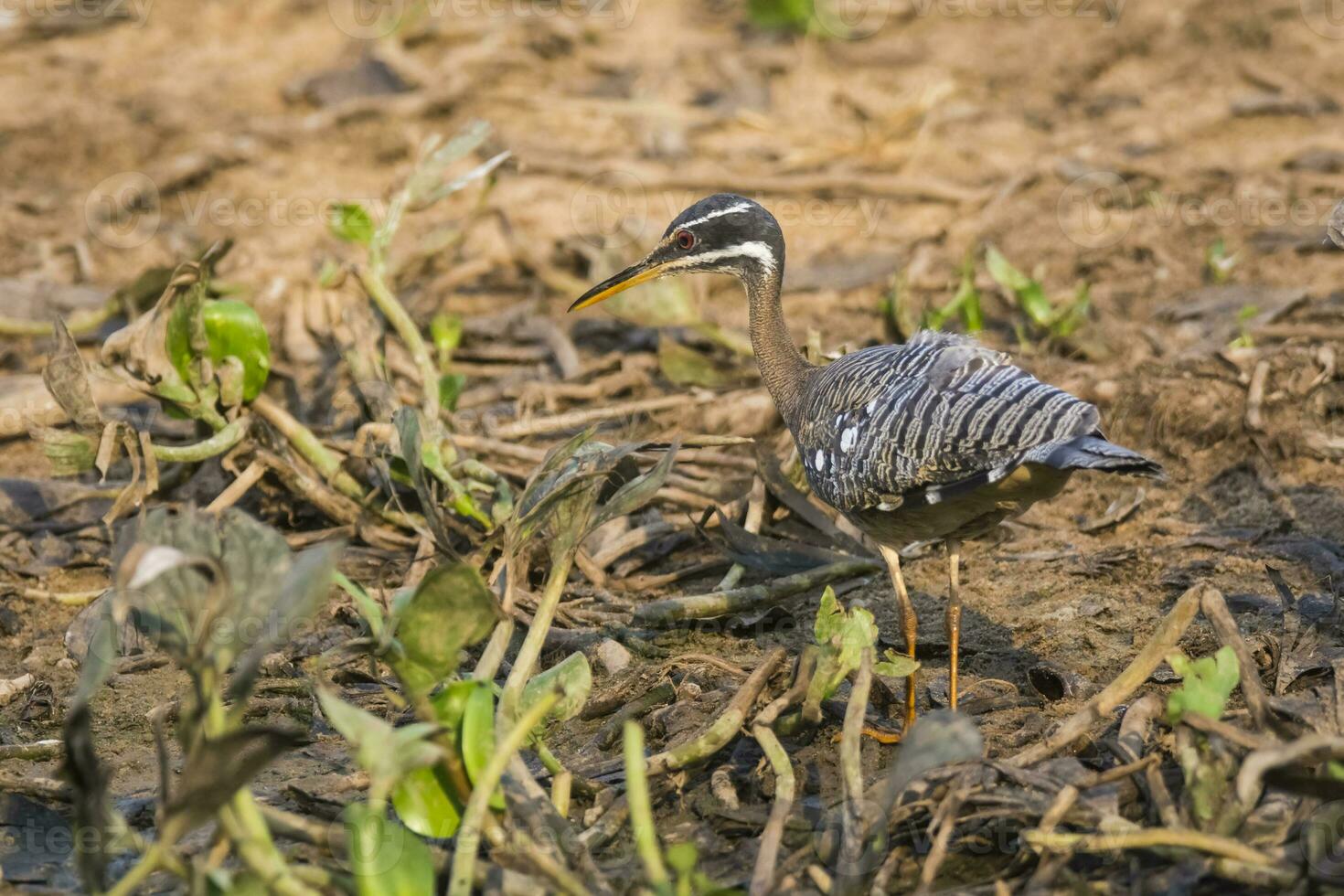 pájaro sol, en un selva ambiente, pantanal Brasil foto