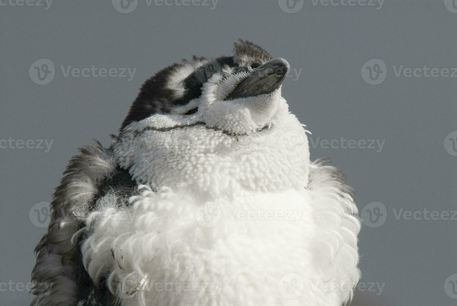 Chinstrap Penguin, Paulet island, Antartica, Scientific name,Pygoscelis antarcticus photo