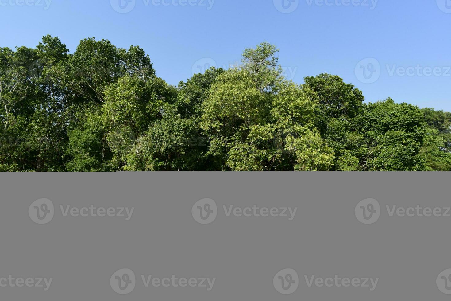 River landscape  and jungle,Pantanal, Brazil photo