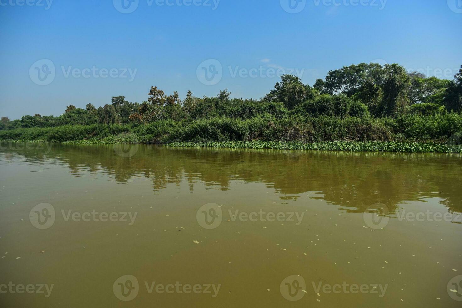 River landscape  and jungle,Pantanal, Brazil photo