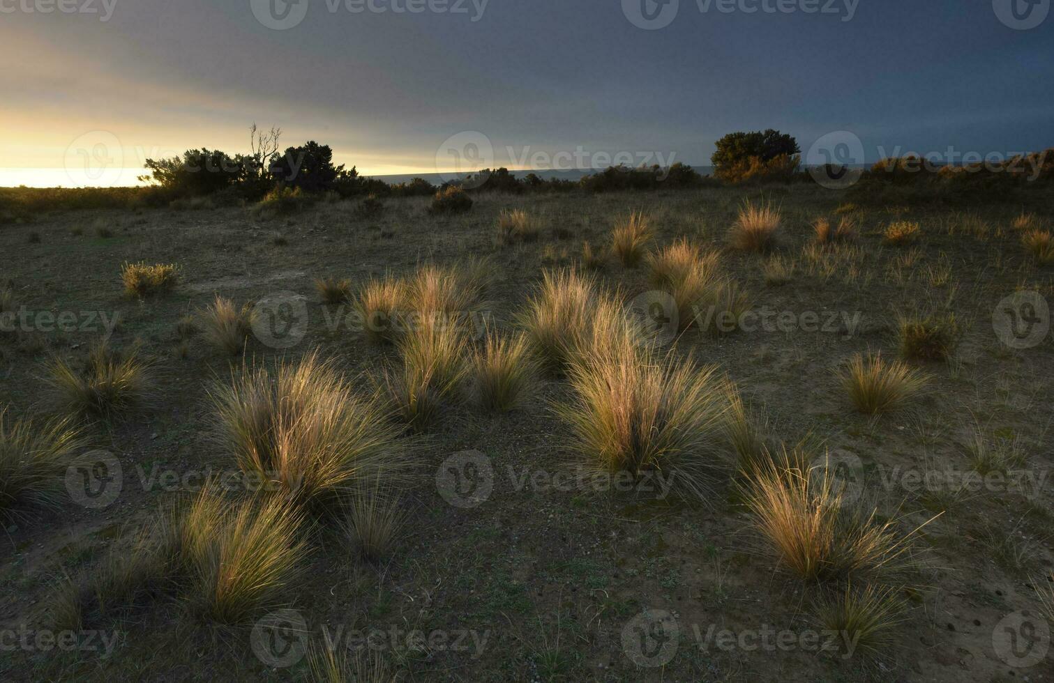 Pampas Grass in countryside, Peninsula Valdes, Patagonia, Argentina. photo