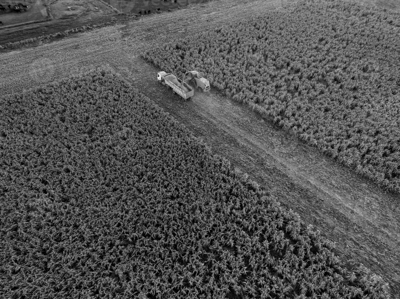 sorgo cosecha, en la pampa, argentina foto