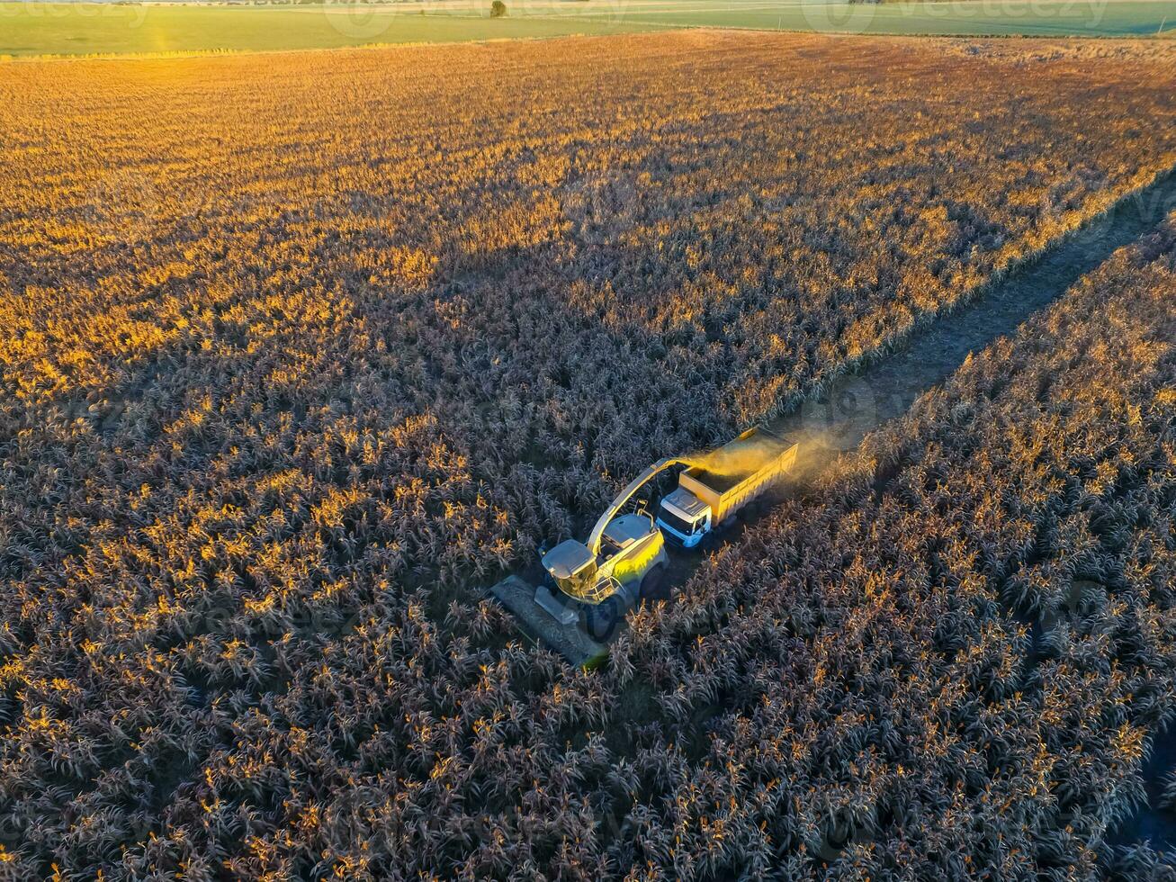 Sorghum harvest, in La Pampa, Argentina photo