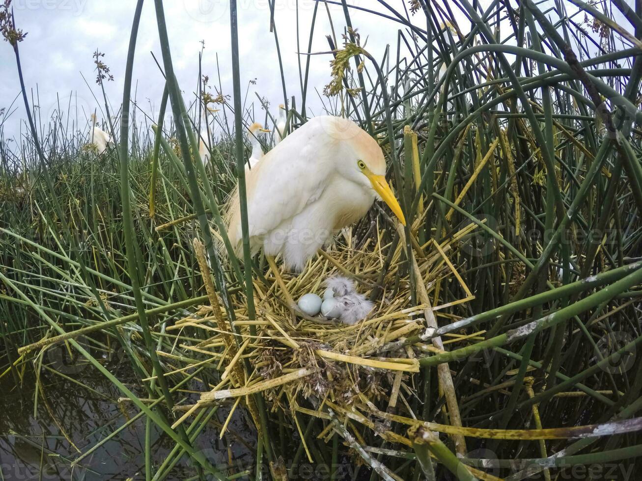 Cattle Egret, Bubulcus ibis, nesting, La Pampa Province, Patagonia, Argentina photo