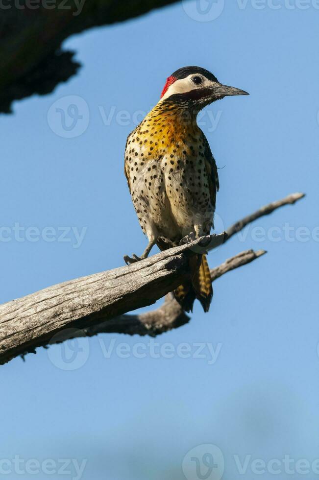 verde prohibido pájaro carpintero en bosque ambiente, la pampa provincia, Patagonia, argentina. foto