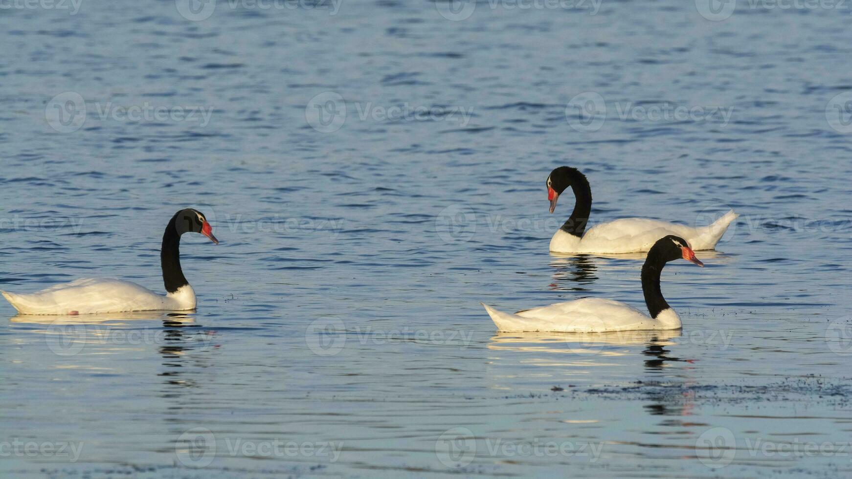 Black necked Swan swimming in a lagoon, La Pampa Province, Patagonia, Argentina. photo