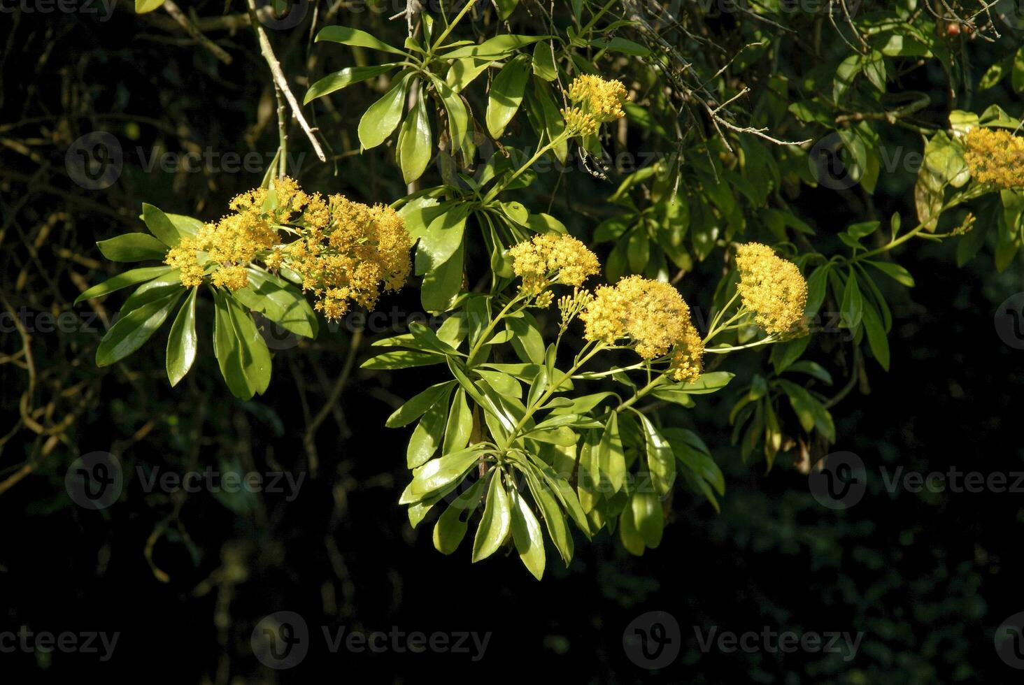 Jungle, near Santa Lucia estuary,South Africa photo